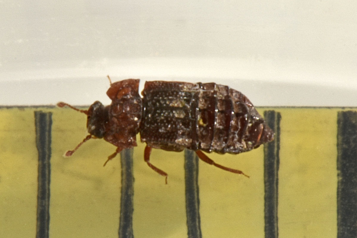 Staphylinidae:  Micropeplus sp?  S, Micropeplus staphylinoides